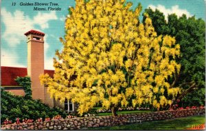 Vtg 1940s Golden Shower Tree Miami Florida FL Linen Postcard