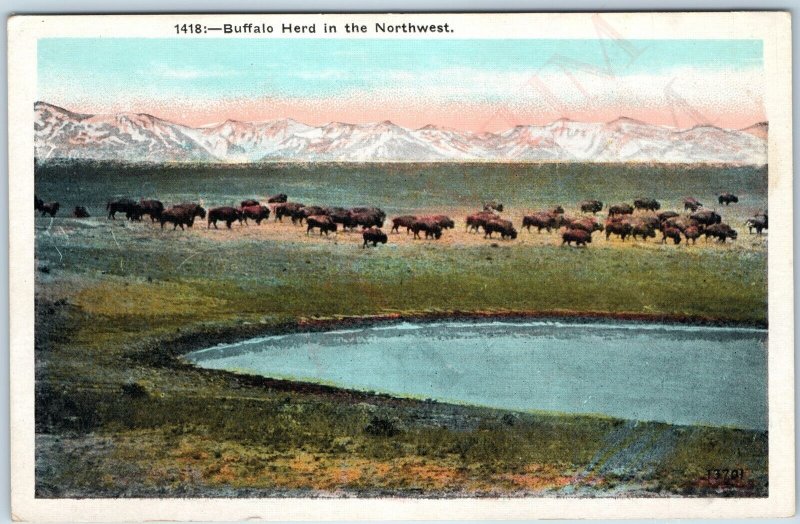 c1910s Buffalo Herd in Northwest John W. Graham Spokane, Wash. Nature Bison A217