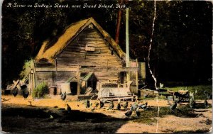 A Scene on Stolley's Ranch near Grand Island Nebraska Postcard PC129