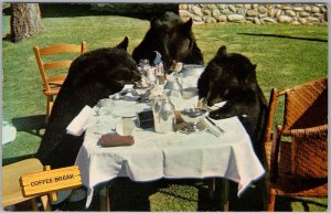 Vintage Postcard Bears Having Coffee Break at Canadian Rockies Resort H82