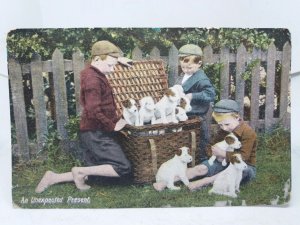 Three Young Boys with Hamper Full of Jack Russell Puppies Vintage Postcard 1914