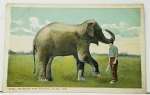 Babe Walbridge Park Elephant Toledo Ohio c1915 Postcard I19