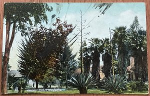 “Century Plants and Palms” California? 12/12/1907 LB