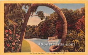 Horse Shoe Palm - Silver Springs, Florida FL