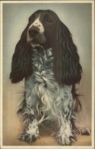 Cocker Spaniel Dog - A Mainzer 308 Postcard