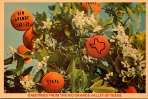 Texas Greetings From The Rio Grande Valley Showing Citrus Grown At LeGuna Sec...