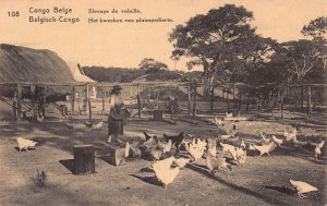 Belgian Congo Poultry farming Peasant vintage postcard B982