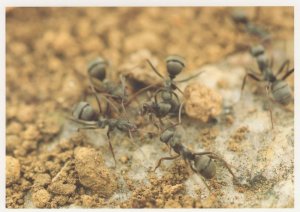 Worker Ant Ants Building Home Nest Amazing Insect Postcard