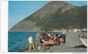 Fisherman Cleaning Halibut on the Beach, Mont St. Pierre East, Gaspe Nord, Qu...