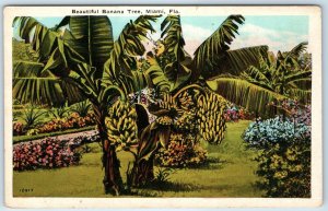 c1910s Miami, FL Beautiful Banana Tree Litho Photo Postcard J.N Chamberlain A274