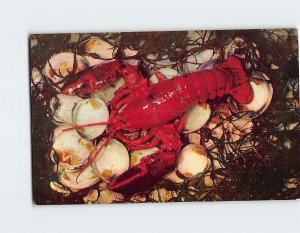 Postcard Cape Cod Lobster Cape Cod Massachusetts USA