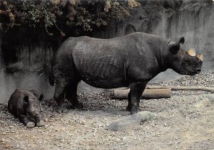 Black Rhino At Cincinnati Zoo, Cincinnati, Ohio 