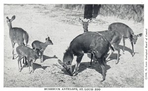 Vintage Postcard Bushbuck Antelope St. Louis Zoological Board Control Missouri