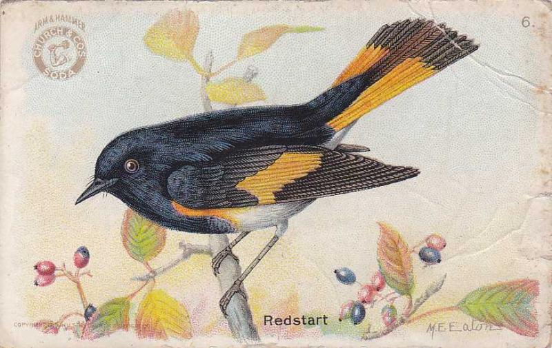 Arm & Hammer Trade Card - Redstart - Useful Birds