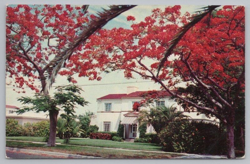 Florida~Royal Poinciana Trees In Full Bloom~PM 1957~Vintage Postcard 