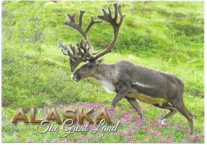 Alaska  unused. Caribou.   Beautiful.   Very Nice.