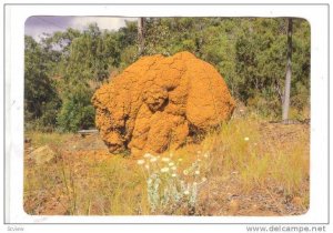 Giant Termite Mound, Atherton Tableland, F.N.Q., Australia,PU-1989