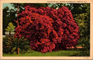 Alabama Mobile Azalea In Full Bloom In February Curteich