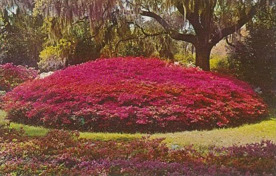 North Carolina Wilmington Azalea Mound Orton Plantation