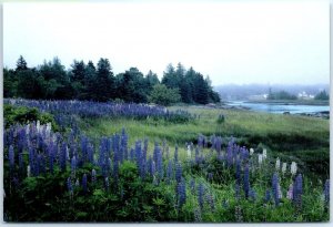 Postcard - Lupine, as it is Typically Found Throughout Maine