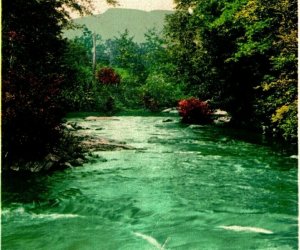 Wildcat River Jackson Falls New Hampshire NH UNP 1910s Postcard Phostint Detroit