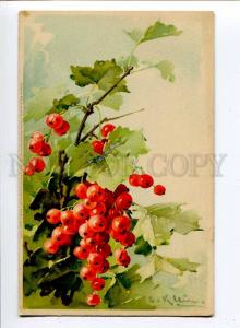 257249 Redcurrant by C. KLEIN Vintage Meissner & Buch #1331 PC