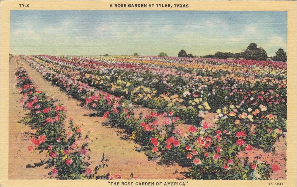 Beautiful Rose Garden At Tyler Texas Pu 1943 Hippostcard