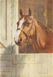 Whydale. Horse. The Throughbred Nice old vintage Englisah  postcard