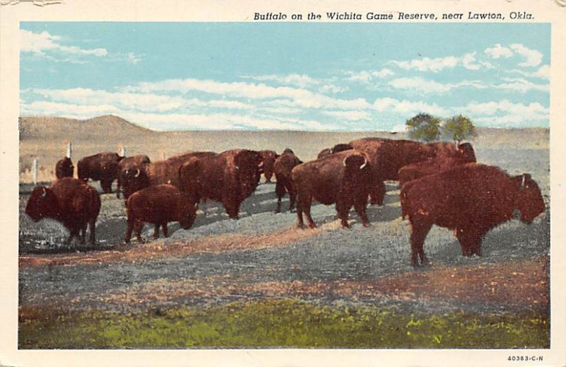 Wichita Game Reserve Buffalos - Lawton, Oklahoma OK