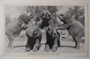 Elephant Training Show Exhibit Postcard Wild Animals St louis Zoo 1947 Vintage