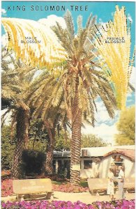 King Solomon Date Palm Tree Coachella Valley Indio California