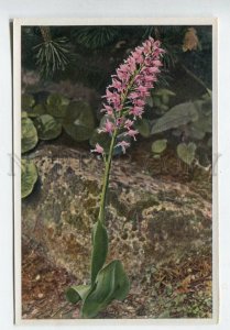 428010 Flower orchis militaris Vintage Sammelwerk Tobacco Card w/ ADVERTISING