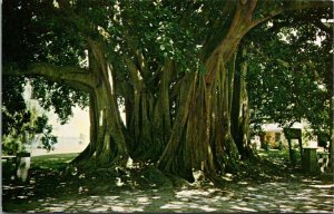 Florida Punta Gorda Tha Famous Banyan Tree