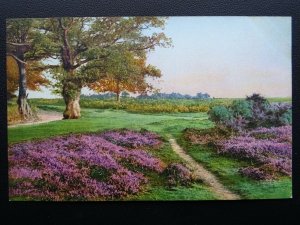 Hampshire NEW FOREST HEATH Beauty Spots of England c1914 Postcard 3180