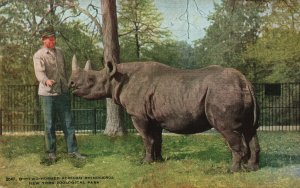 Vintage Postcard Two Horned African Rhinoceros New York Zoological Park NYZS Pub