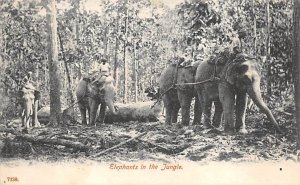 Elephant In Jungle Elephant Unused 