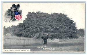 1904 Live Oak Tree Scene Thomasville Georgia GA Private Mailing Card Postcard