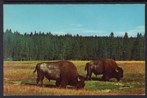 Bison,Yellowstone