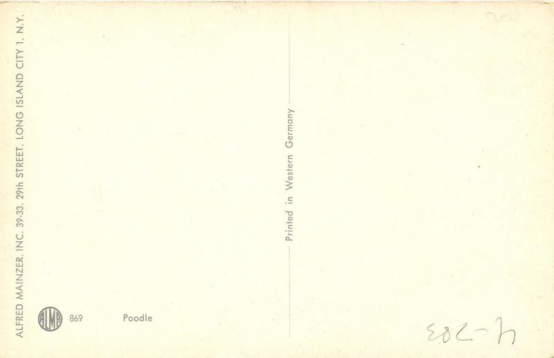 Dog -  Poodle (White)