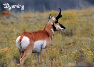 Wyoming Pronghorn Antelope