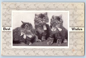 Revillo South Dakota SD Postcard Best Wishes Cute Cat Kittens Black Haired