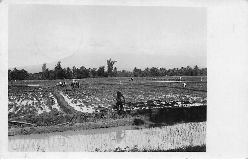 Nederlands INDIE Stamp Working The Fields Real Photo Postcard