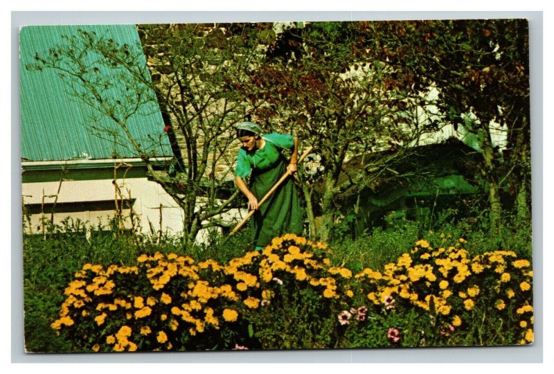 Vintage 1960's Postcard Amish Woman Working in Her Garden Pennsylvania