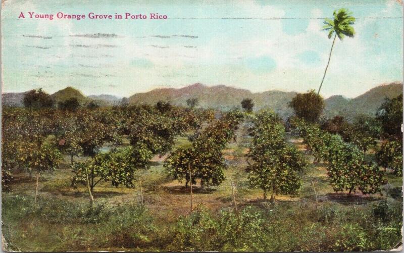 Puerto Rico Young Orange Grove Porto Rico c1919 Postcard F9