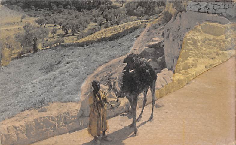 Traveling Merchant JerUSA lem, Palestine Camel Unused 