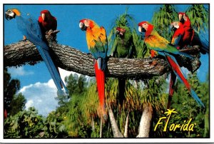 Birds The Macaws Of Florida 1991