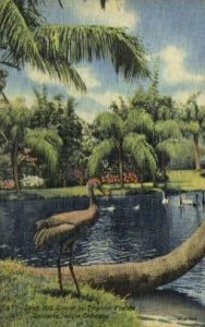 Sarasota Jungle Gardens - Florida FL  