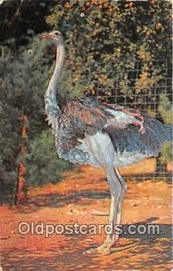 Catskill, NY, USA South African Ostrich, Catskill Game Farm Unused 