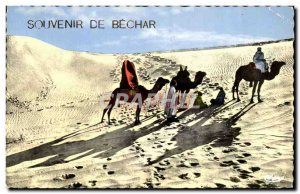 Old Postcard Souvenir De Bechar Camel