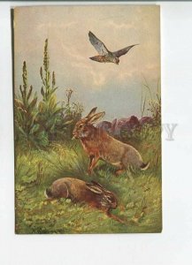 482107 HUNT partridge HARE Bunny by MULLER Mueller Vintage postcard #351